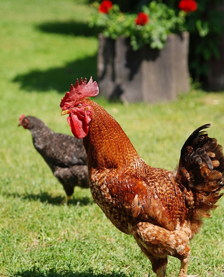 Poultry Farming - View 1